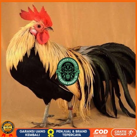 

Telur ayam phoenix onagadori / telur ayam hias fertil siap tetas UD_SUPER_UNGGUL_ID