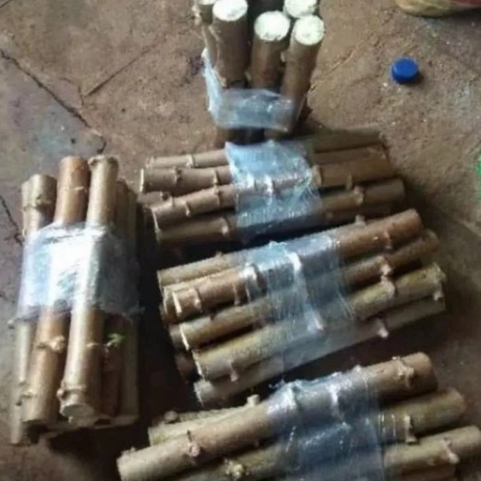 bibit stek batang singkong apuy pohon singkong putih