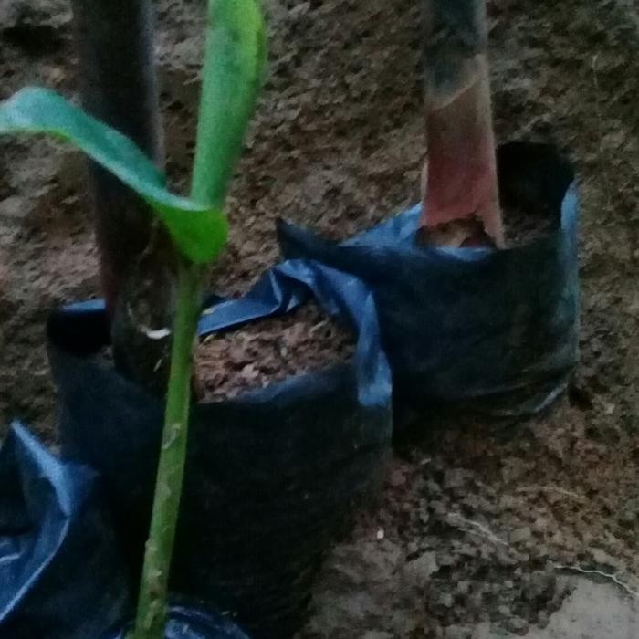 bibit kecombrang atau combrang hijau