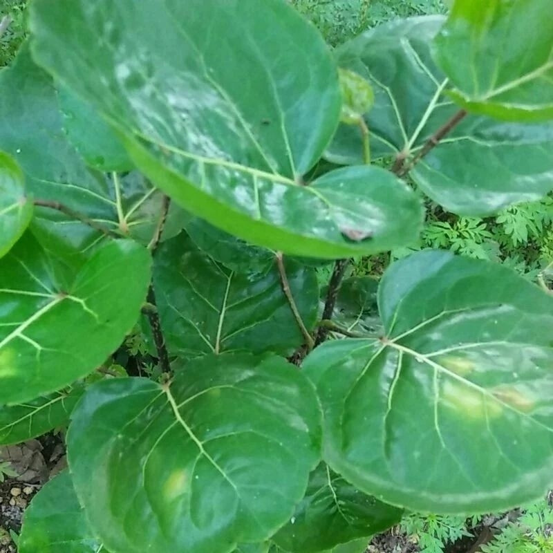 

DAUN MANGKOKAN SEGAR 500 Gram Rempah_herbalCo