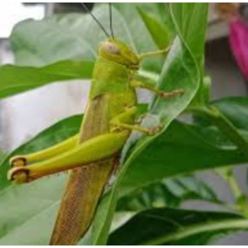 belalang besar hidup/per ekor,beli3 gratis 1 Rempah_herbalCo