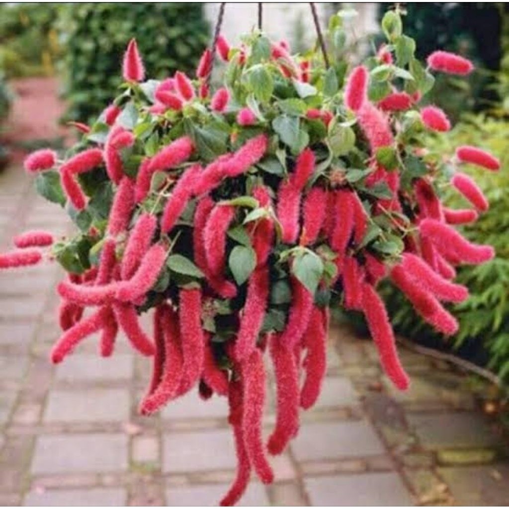 Tanaman hias Gantung Ekor Kucing (Acalypha) Bunga Gantung Ekor Kucing Berbunga