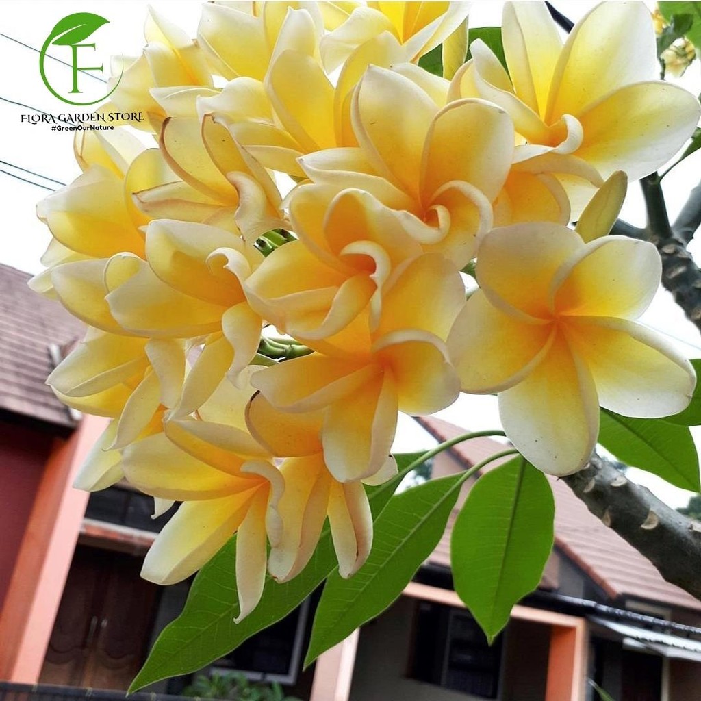 Tanaman Hias Kamboja Bali Kuning - Pohon Kamboja Bali - Kamboja Bali Bunga Kuning daun mint