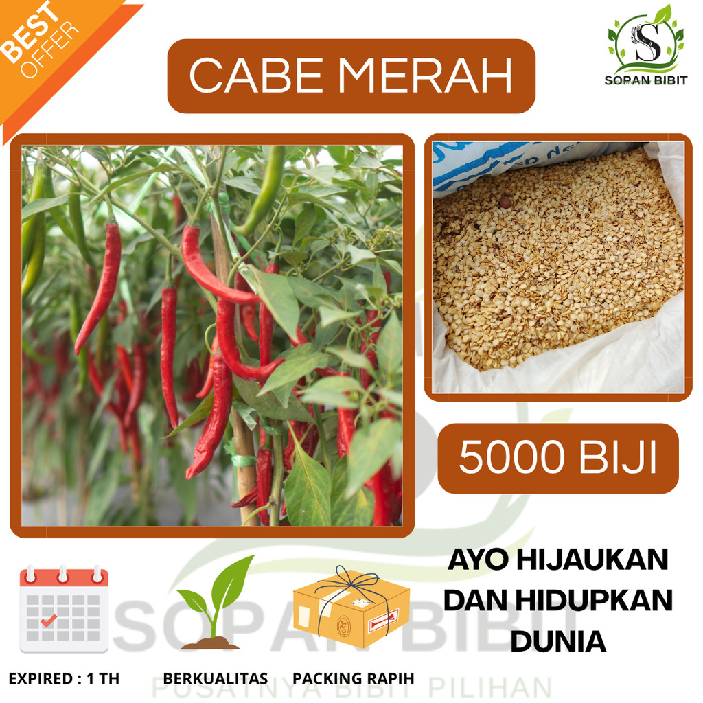 5000 BIJI BENIH CABE MERAH KRITING|CABE KRITING PANJANG BENIH UNGGUL