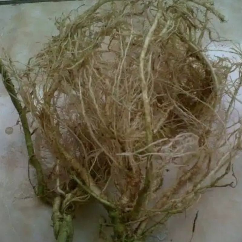 

COD Akar Takokak Segar Basah / Solanum torvum terung pipit per kg