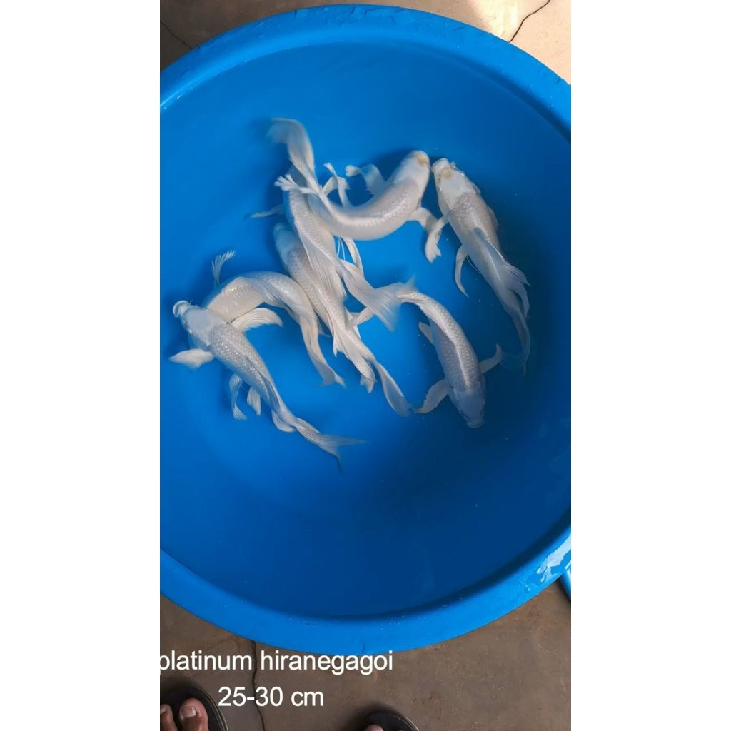 Hiasan Koi Platinum Slayer Kumpay 25-30cm