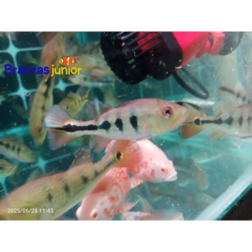 Pbass mono gm sz 7-12 cm