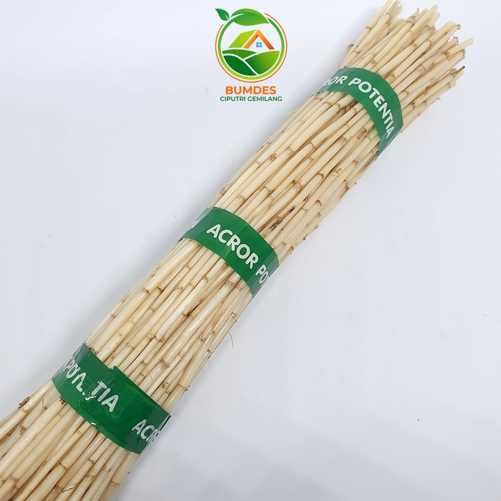 

akar alang alang segar 1kg