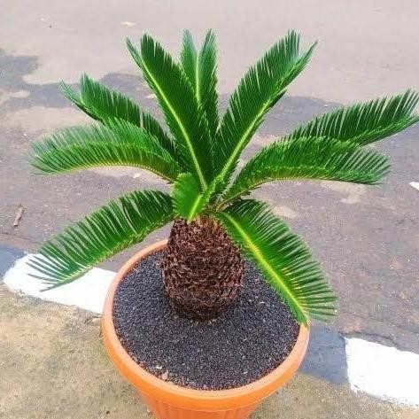 Tanaman hias sikas - Pohon sikas - lebih besar