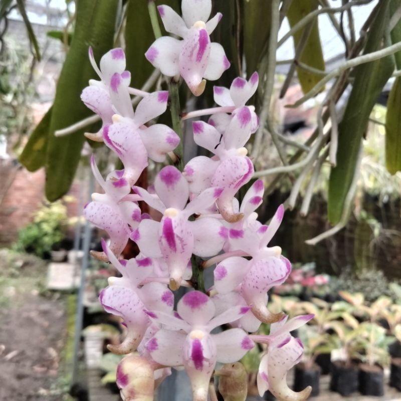 TANAMAN HIAS ANGGREK KUKU MACAN Anggrek Kuku Macan Bunga hias kuku macan