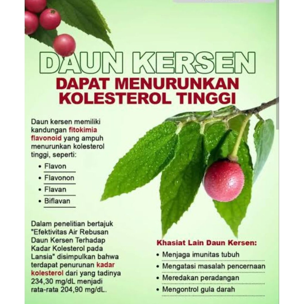 

daun ceri gr Daun kersen berat neto gr 250gr