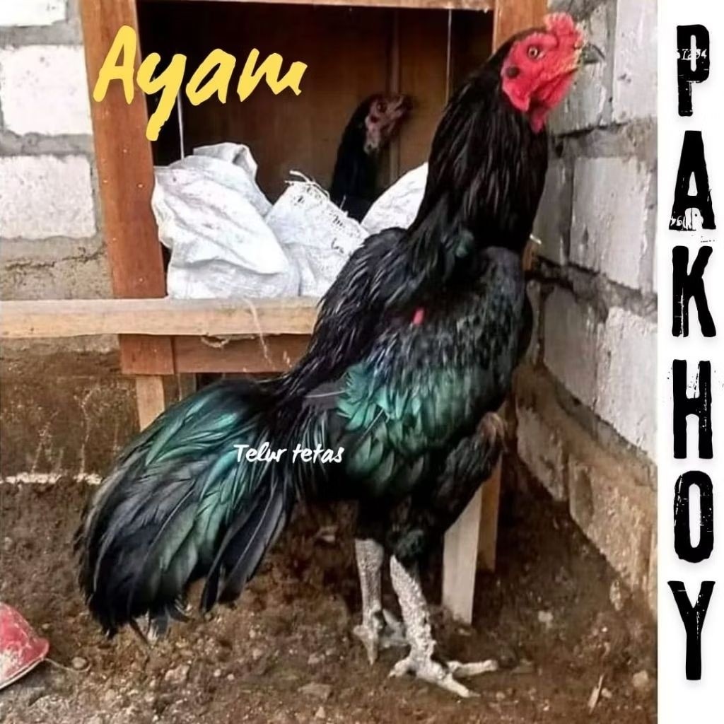 

telur ayam pakhoy ori kumbang full brakot drumband bisa untuk di tetaskan