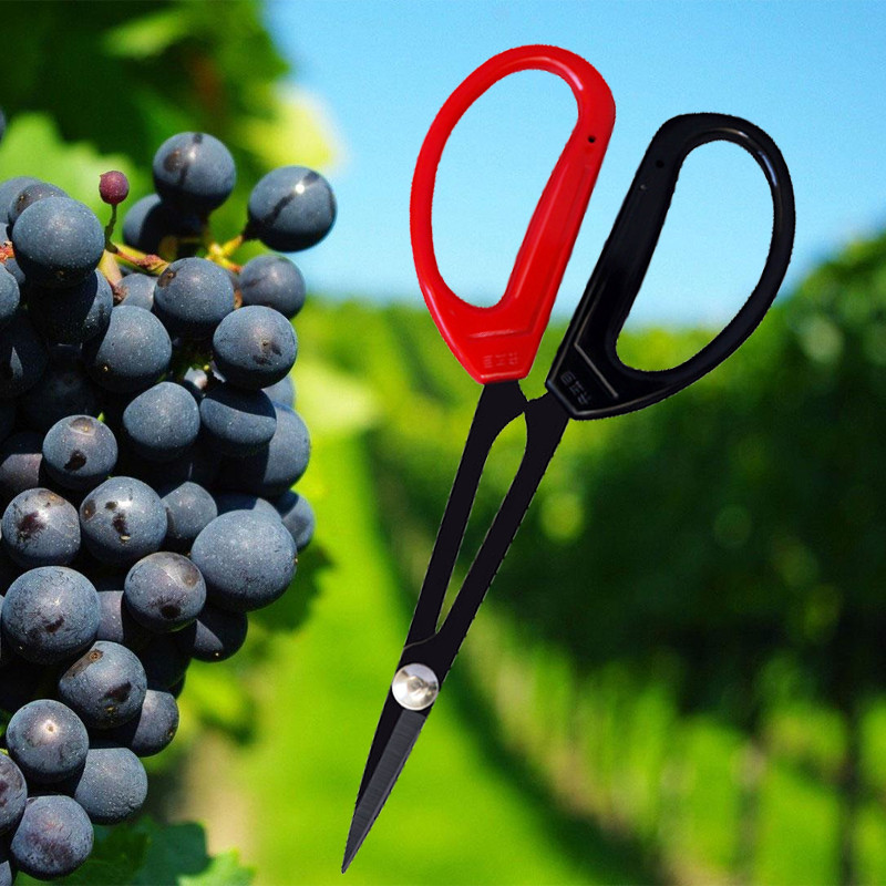 Gunting Bonsai Pruning Panjang 20.5cm Gunting Bonsai Pruning Daun Gunting Bonsai Dan Buah Gunting St