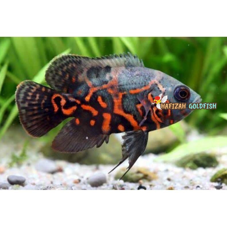 oscar black tiger 7-8 cm