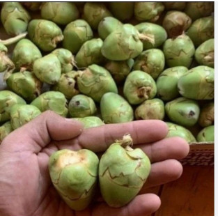 

SGN12 - Beluluk / Tembuluk Buah Kelapa Kecil Tembuluk Per 10 Biji