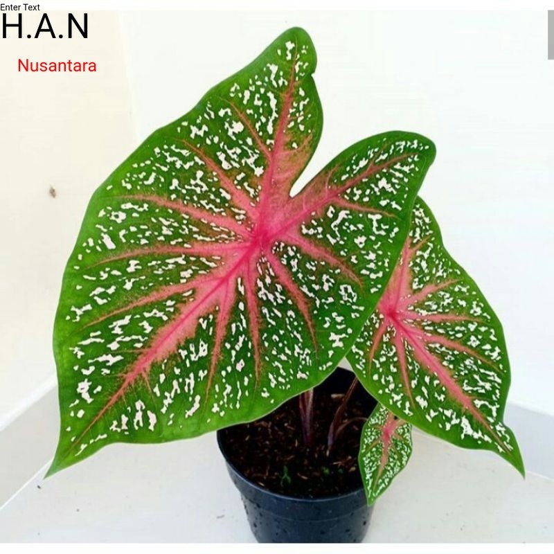 Caladium Red star bicolour