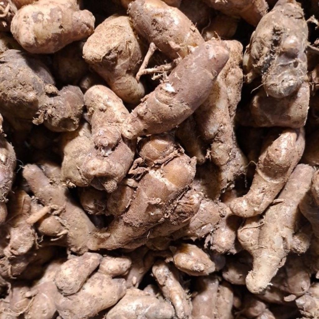 

Kencur Cikur Murah Bandung