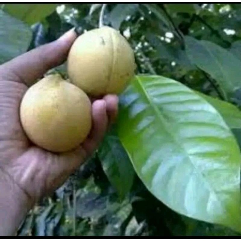 

pala segar fres , pala segar fres langsung di ambil dari pohon 1000 grm