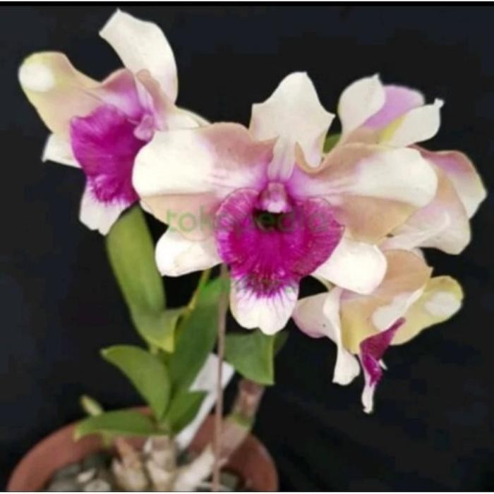 ANGGREK DENDROBIUM MAWAR BLUE Knop/Spike-SIAP BERBUNGA