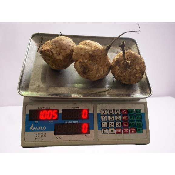 

BUAH BENGKOANG 1kg UKURAN BESAR/ MANIS/ 1KG /BAHAN CHOI PAN/UMBI/SAYUR