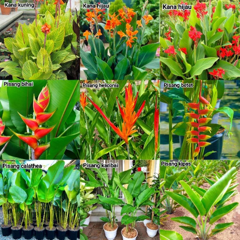 Tanaman Hias Pisang Pisangan - Pisang heliconia - pisang betet - pisang kipas