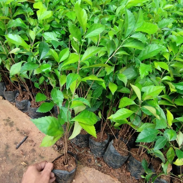 tanaman pagar teh tehan | pohon teh tehan pangkas