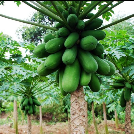 Bibit Pohon Pepaya California 20-30 cm - Tanaman Buah Calina IPB 9 tanaman asli