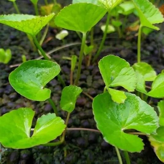 

daun pegagan segar herbal anemia