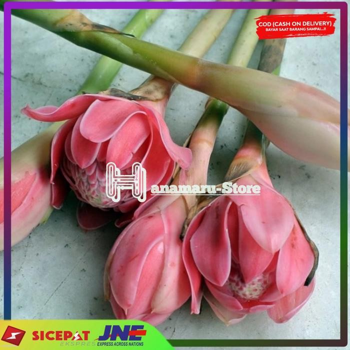 

Bunga Kecombrang Laka Merah Segar/500gram