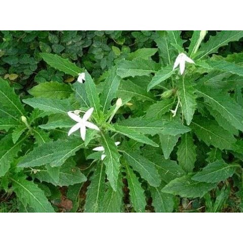 

Bunga Korejat - Obat Katarak dan Mata Minus