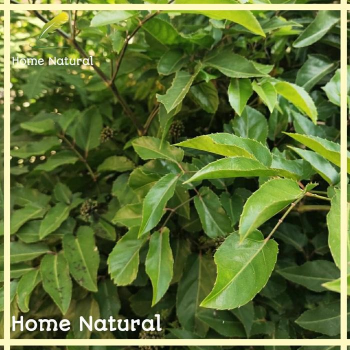 

Daun cakla cikli/cakra cikri - Herbal lalaban daun cakra cikri 500gr