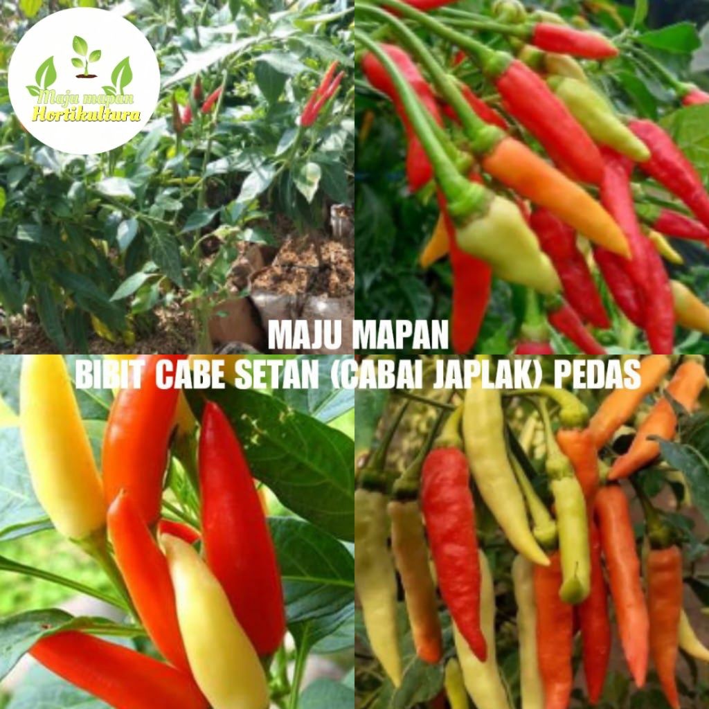 Bibit Cabe Setan (Cabai Japlak) Pedas SUDAH BESAR (SIAP TANAM)