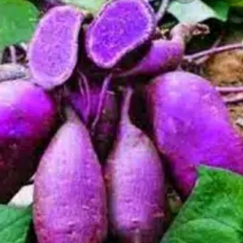 

Ready stok New Promo Jual bibit stek ubi jalar ungu kulit ungu daging ungu