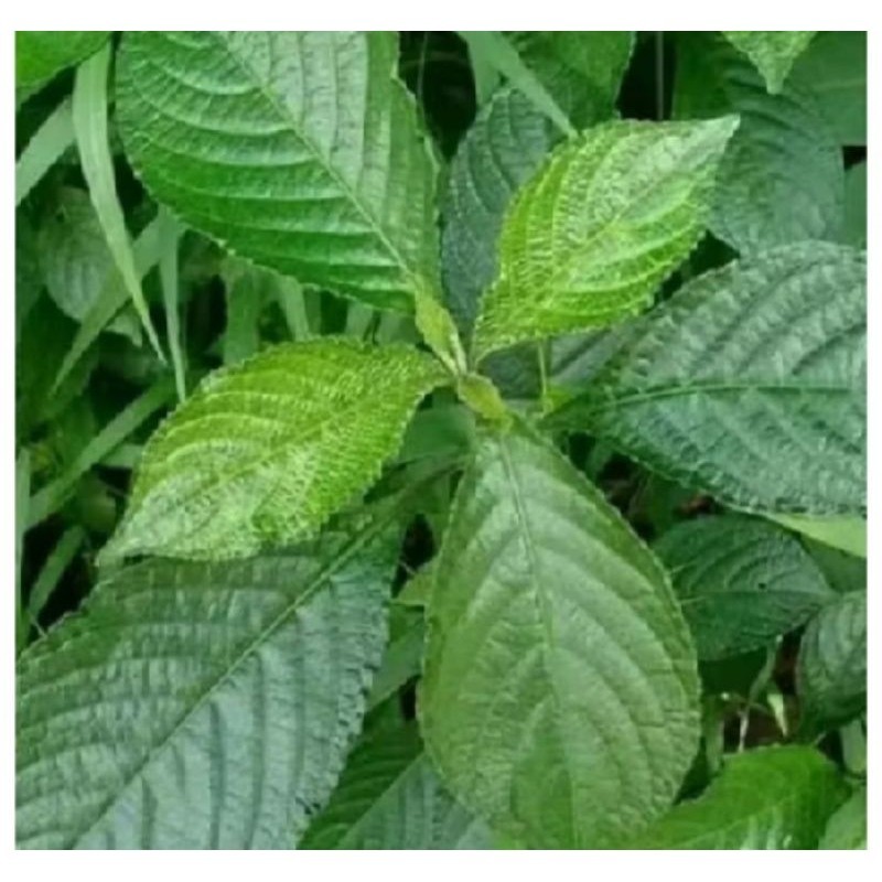 

daun keji beling segar 1kg