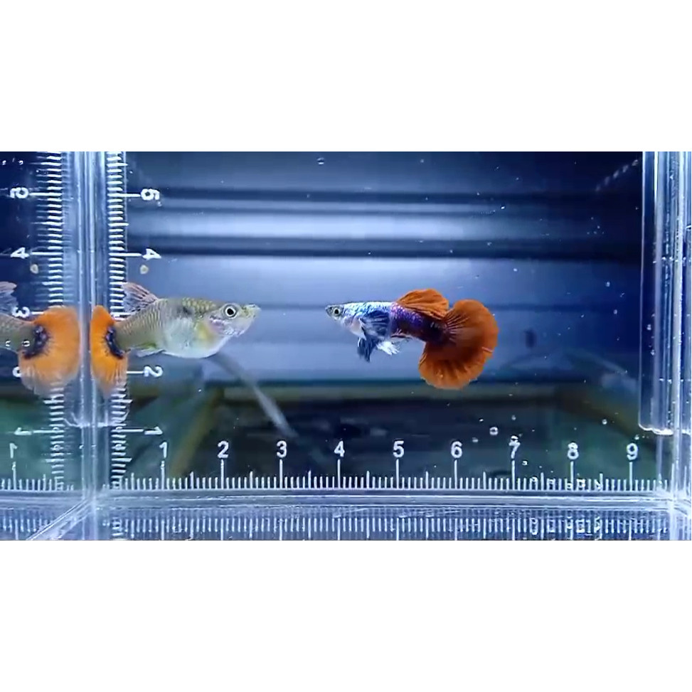 Perlengkapan aquarium Guppy Platinum RedTail Dumbo Ear HM Grade A ( PRTDE HM ) Sepasang guppy PRTDE 