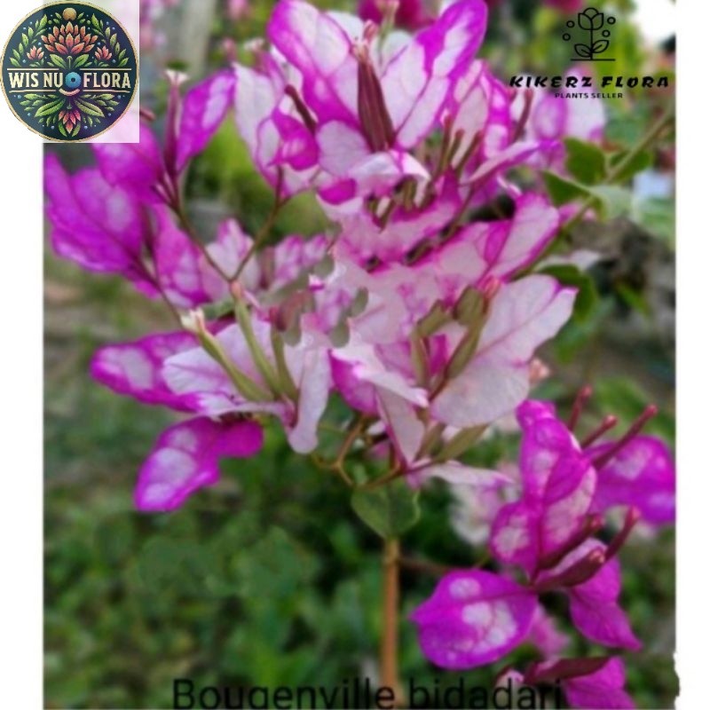 TANAMAN HIAS BUGENVIL BUNGA KERTAS//BIDADARI/BUGENVIL BUNGA KERTAS/BUGENVIL IMPORT/BUNGA HIAS/BUNGA 