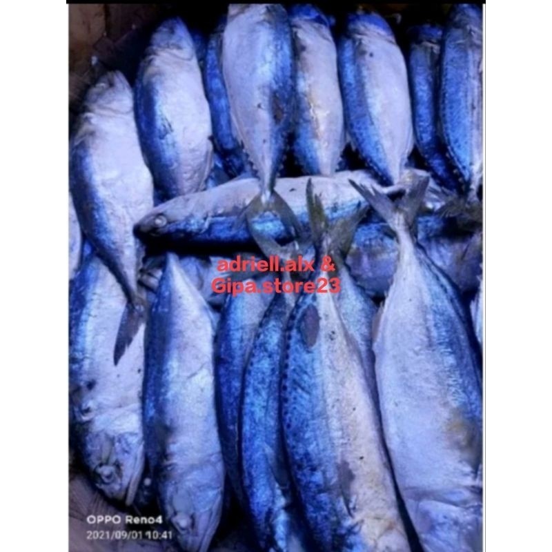 

Ikan Kembung Rebus Khas Medan / Ikan Gembung Rebus 500gram