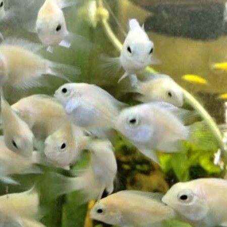 ikan platinum polar & blue  ( PAKET ISI 5 polar