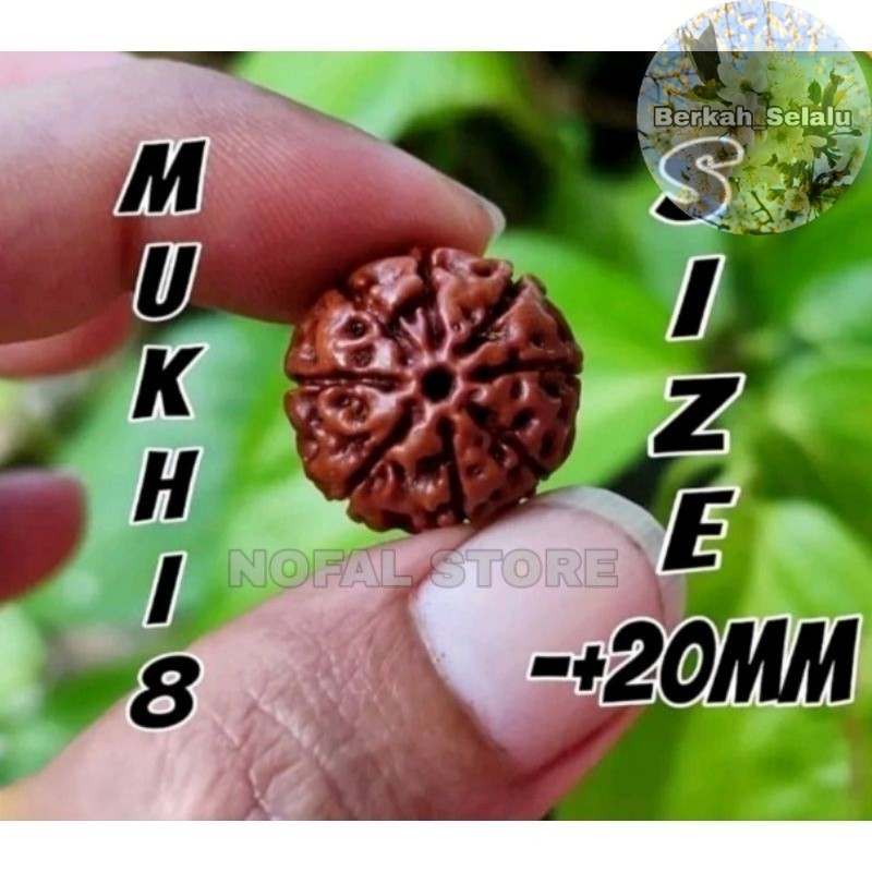 RUDRAKSHA JENITRI MUKHI ATAU GARIS 8 MUKHI 8 SIZE -+20MM Berkah_Selalu