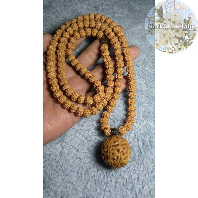 KALUNG RUDRAKSHA JENITRI ASLI RUDRAKSHA Berkah_Selalu