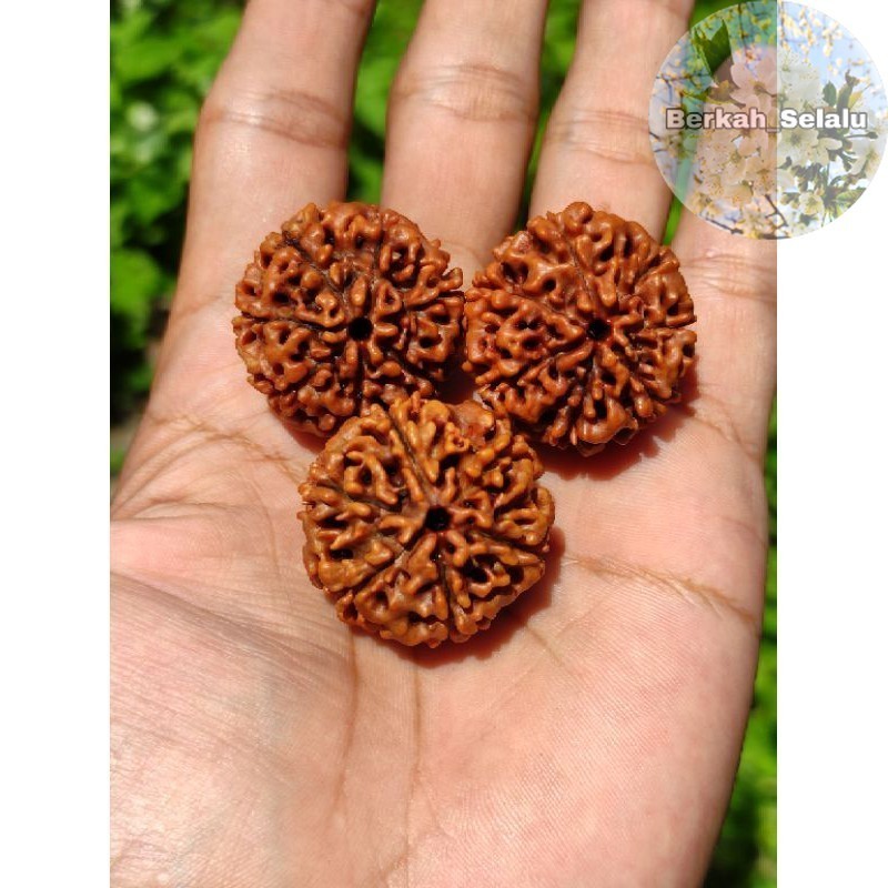 Jenitri Rudraksha Besar Jumbo Berkah_Selalu
