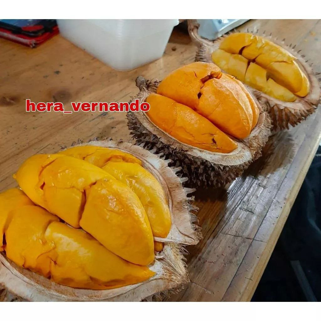 Bibit Durian Lay Super