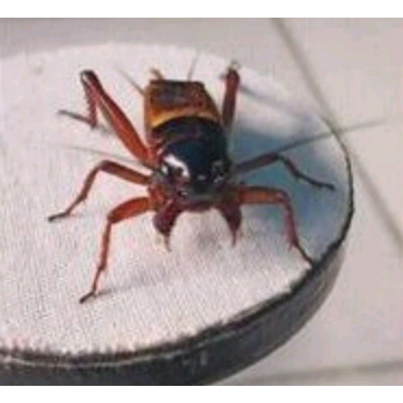 Jangkrik kalung aduan / jangkrik alam