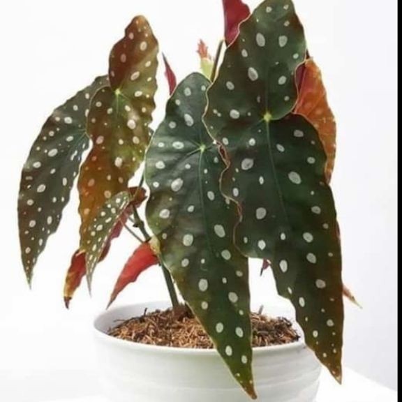 tanaman begonia vulkadot rimbun