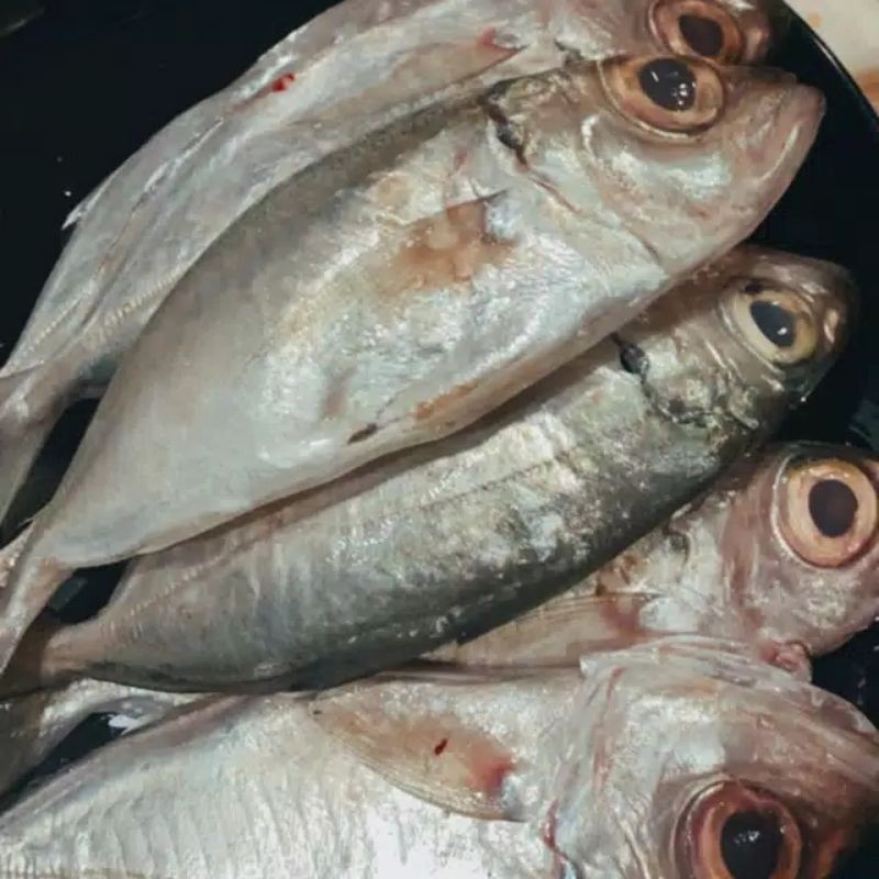 

Ikan Mata Galak / Ikan Kembung Mata Belo / Berat 500 gram