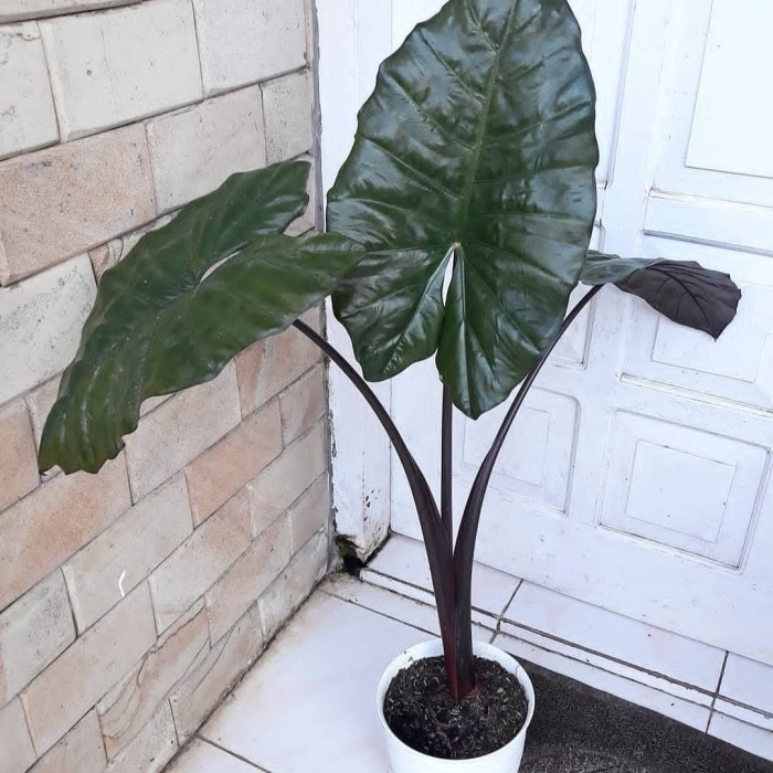 tanaman hias keladi hitam/pohon sente hitam/lompong hitam asli