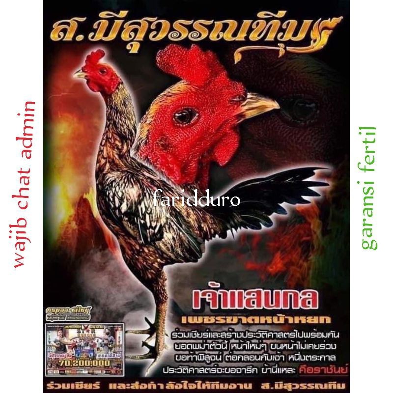 

Telur ayam pama MEESUWAN SAENKHON fertil / ayam aduan / kwalitas import.