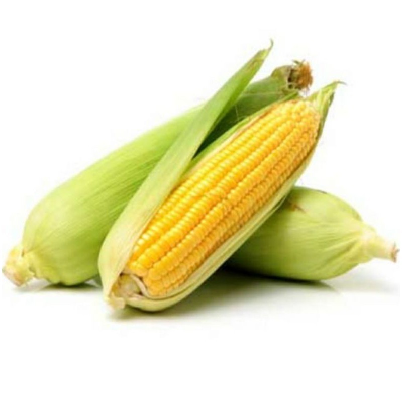 

Jagung Manis perbuah kurleb 400 g - 550 g
