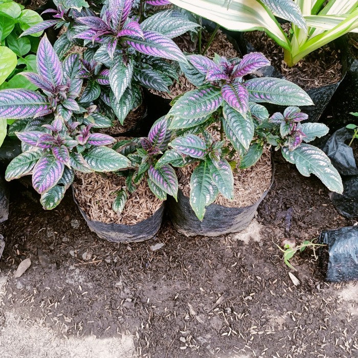 keji beling ungu, tanaman pecah beling, tanaman hias daun ungu