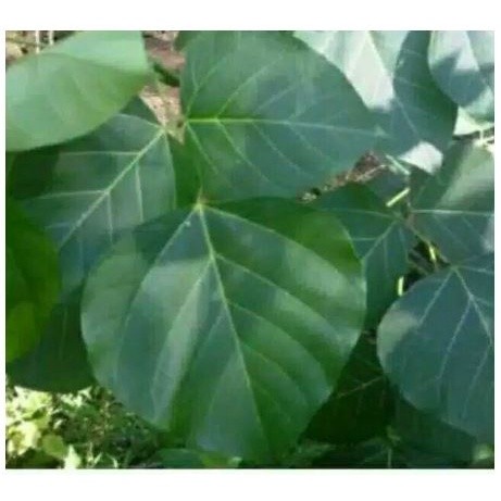 

DAUN DADAP SEREP 100LEMBAR /DADAP DURI DADAP HUTAN DADAP OBAT HERBAL OBAT TRADISIONAL OBAT ALAMI OBAT PANAS